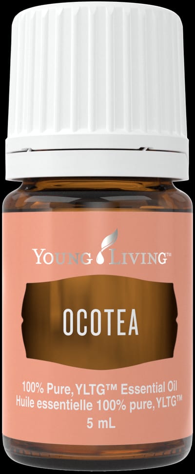 Ocotea