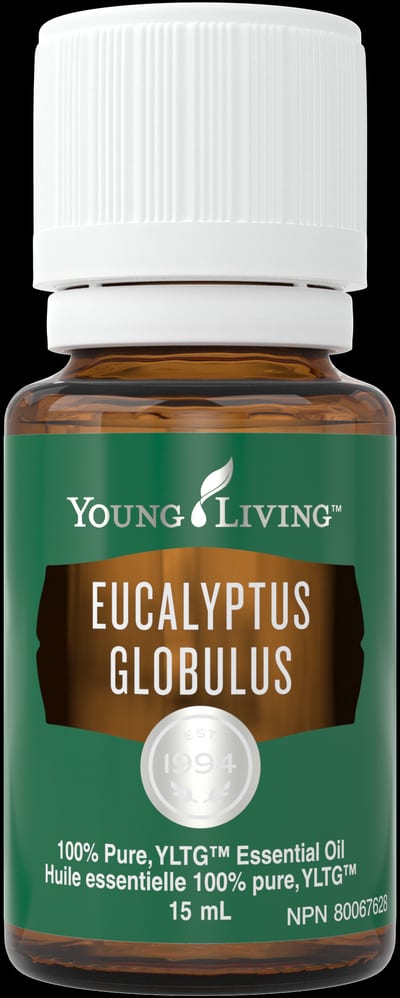 Tasmanischer Eukalyptus