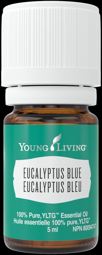 Blauer Eukalyptus
