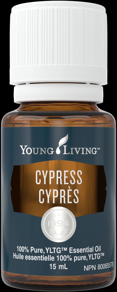 Zypresse
